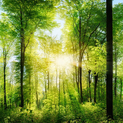Bild vergrößern: Wald Panorama mit Sonnenstrahlen