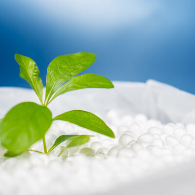 Bild vergrößern: Green leaves plant growing on polystyrene foam bead in plastic bag with vibrant blue background, Environment friendly concept